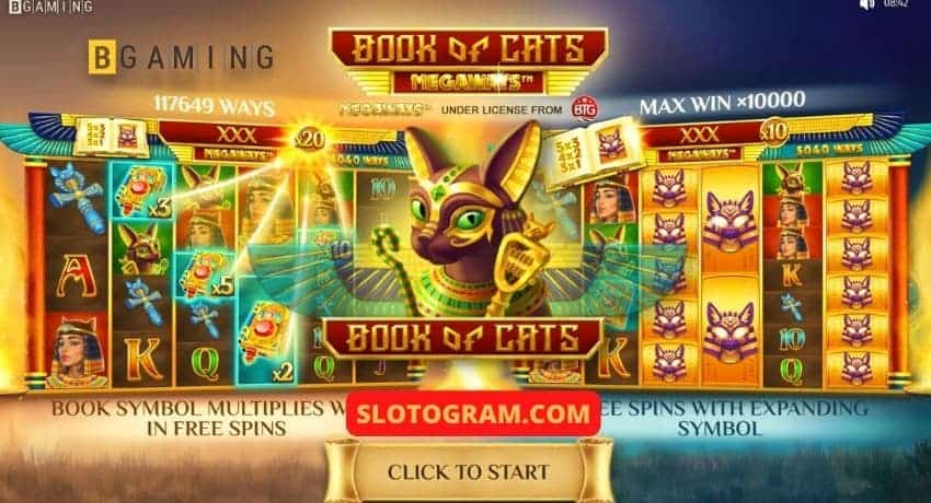 Vị trí mới Book of Cats từ nhà cung cấp BGaming trên bức tranh